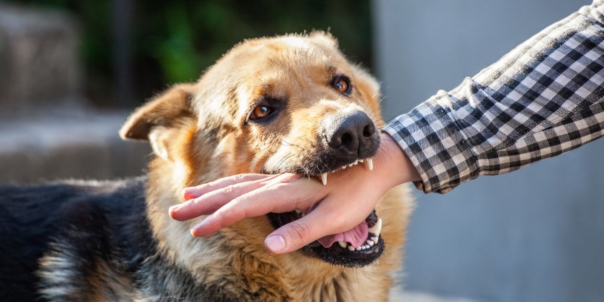 If a Dog Bites You in Florida, Here’s What to Do First