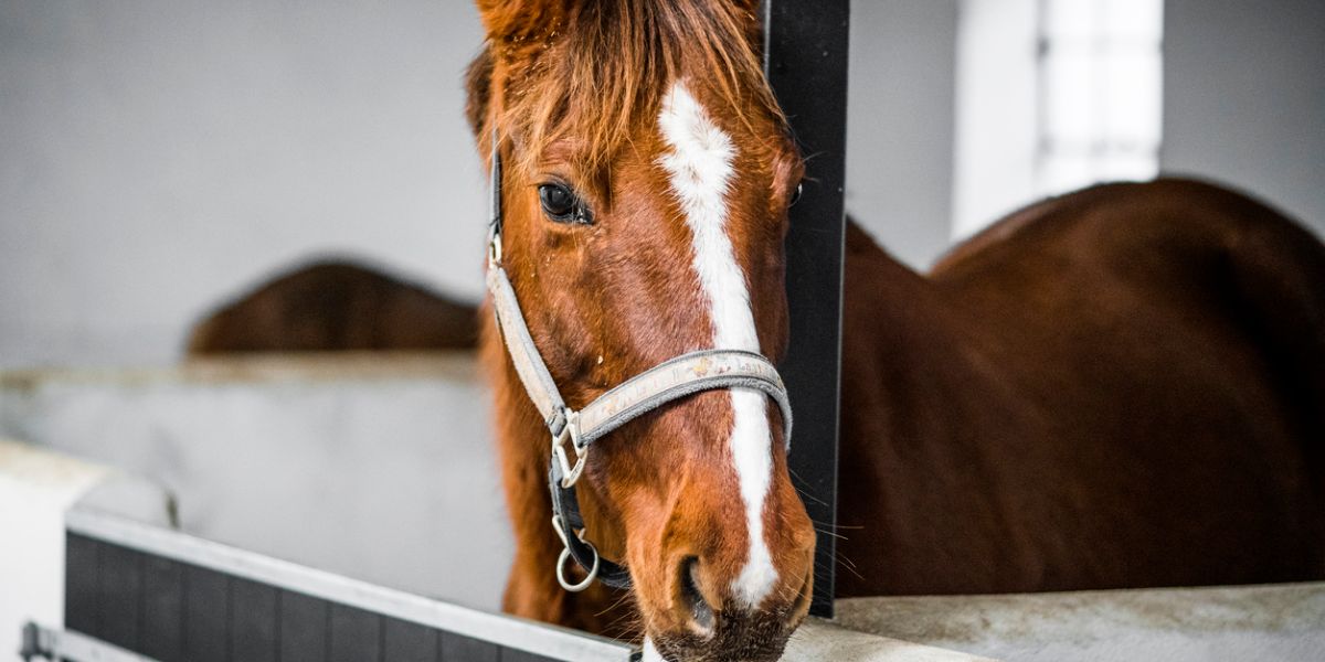 The Legal Responsibilities and Rights of Horse Boarding Facilities